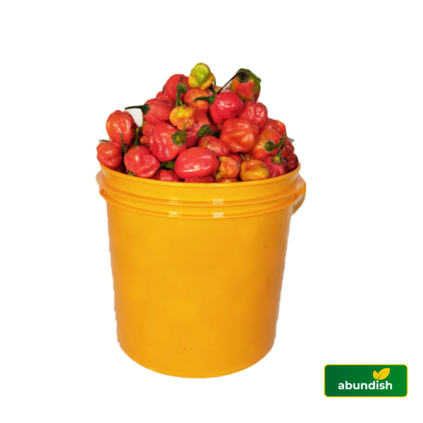 Rodo-Pepper (1Paint)