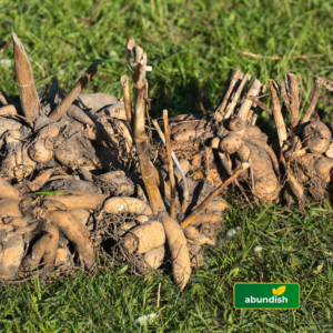 Tubers & Roots