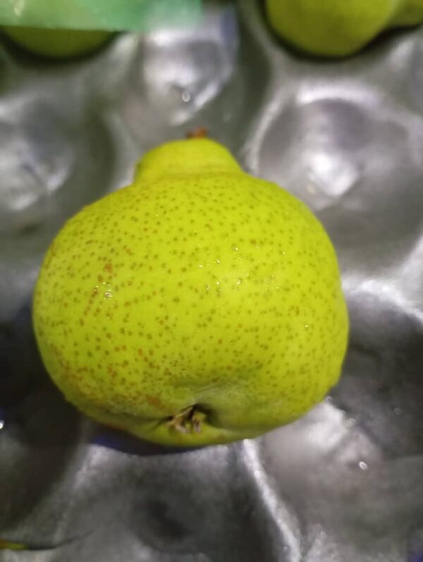 Pear