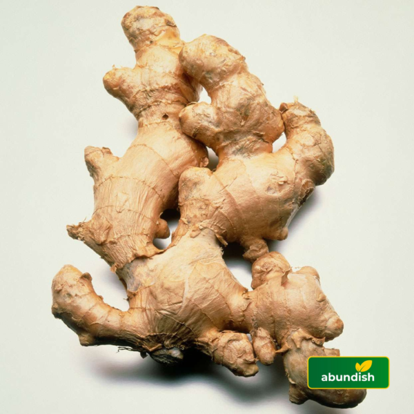 Raw Ginger (1 Paint)
